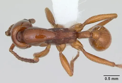 Neivamyrmex goeldii specimen CASENT0173525 image casent0173525_1