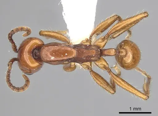 Neivamyrmex goeldii specimen CASENT0249485 image casent0249485_1