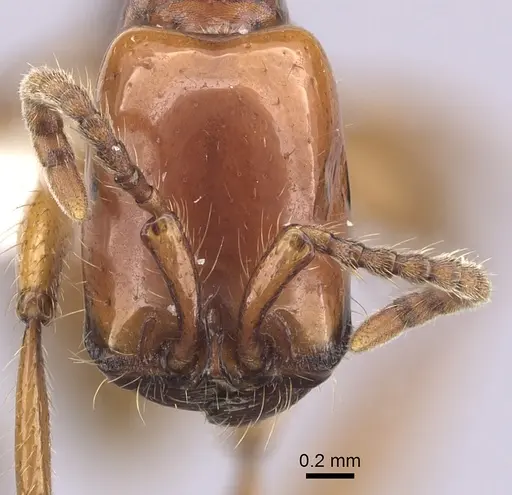 Neivamyrmex goeldii specimen CASENT0249485 image casent0249485_2