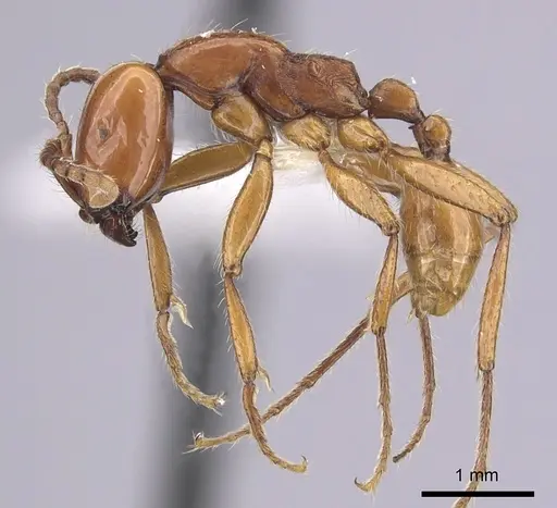 Neivamyrmex goeldii specimen CASENT0249485 image casent0249485_3