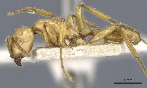 Neivamyrmex goeldii specimen CASENT0905961 image casent0905961_3