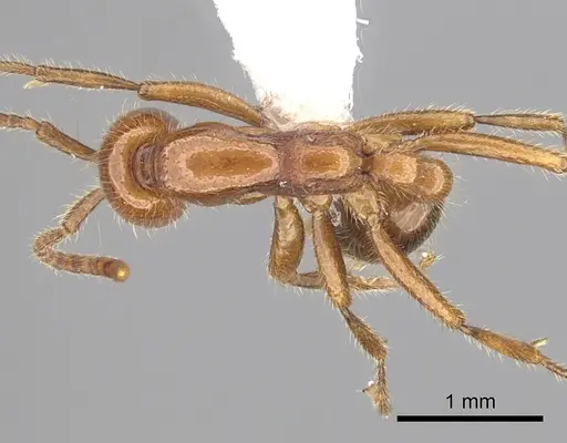 Neivamyrmex graciellae specimen CASENT0249484 image casent0249484_1