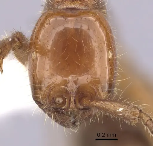 Neivamyrmex graciellae specimen CASENT0249484 image casent0249484_2
