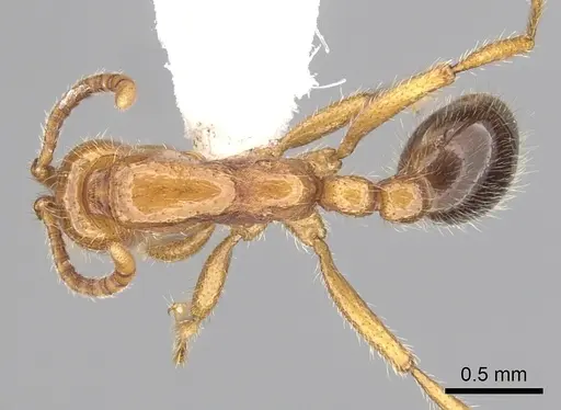 Neivamyrmex graciellae specimen CASENT0249486 image casent0249486_1