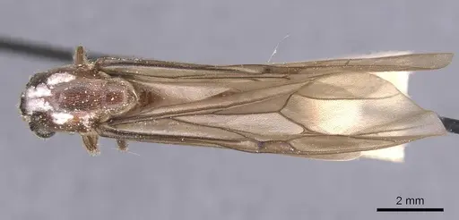 Neivamyrmex gracilis specimen CASENT0911396 image casent0911396_1