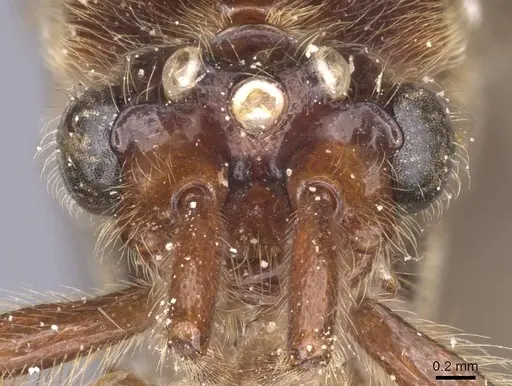 Neivamyrmex gracilis specimen CASENT0911396 image casent0911396_2