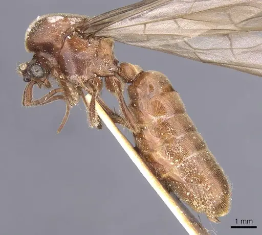 Neivamyrmex gracilis specimen CASENT0911396 image casent0911396_3