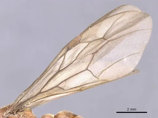Neivamyrmex gracilis specimen CASENT0911396 image casent0911396_4