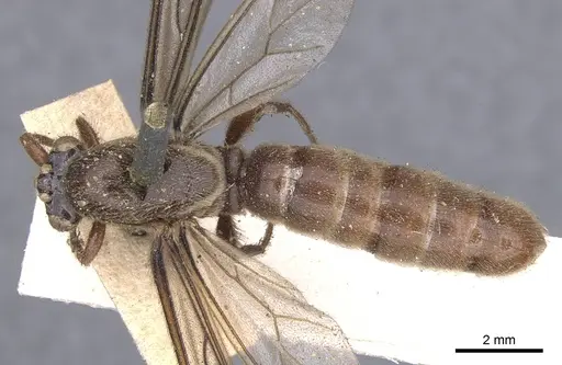 Neivamyrmex guerinii specimen CASENT0902649 image casent0902649_1