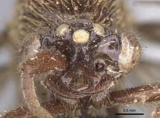 Neivamyrmex guerinii specimen CASENT0902649 image casent0902649_2