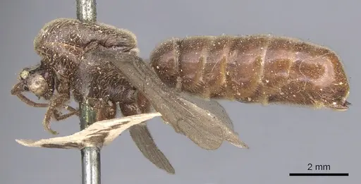 Neivamyrmex guerinii specimen CASENT0902649 image casent0902649_3