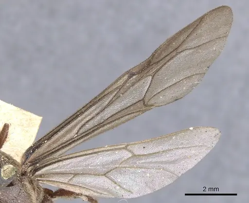 Neivamyrmex guerinii specimen CASENT0902649 image casent0902649_4