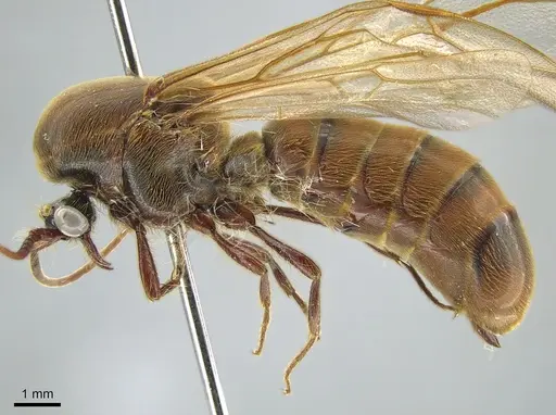 Neivamyrmex guyanensis specimen CASENT0650518 image casent0650518_3