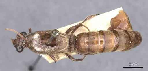 Neivamyrmex guyanensis specimen CASENT0911397 image casent0911397_1