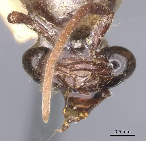 Neivamyrmex guyanensis specimen CASENT0911397 image casent0911397_2