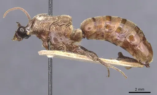 Neivamyrmex guyanensis specimen CASENT0911397 image casent0911397_3