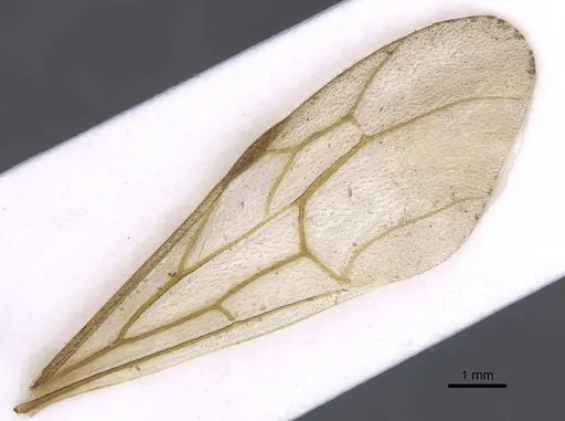 Neivamyrmex guyanensis specimen CASENT0911397 image casent0911397_4