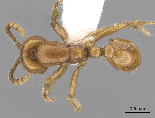 Neivamyrmex halidaii specimen CASENT0249472 image casent0249472_1