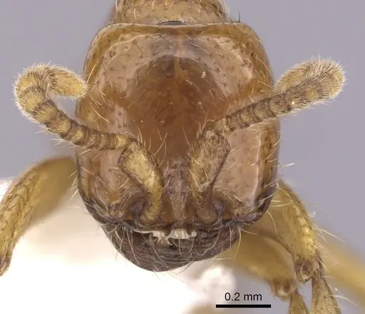 Neivamyrmex halidaii specimen CASENT0249472 image casent0249472_2