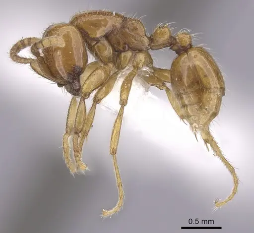 Neivamyrmex halidaii specimen CASENT0249472 image casent0249472_3
