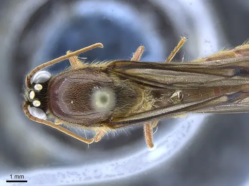 Neivamyrmex halidaii specimen CASENT0650536 image casent0650536_1