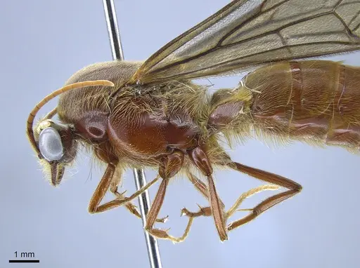 Neivamyrmex halidaii specimen CASENT0650536 image casent0650536_4