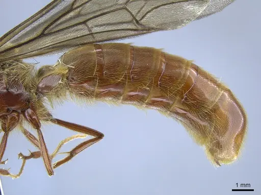 Neivamyrmex halidaii specimen CASENT0650536 image casent0650536_5