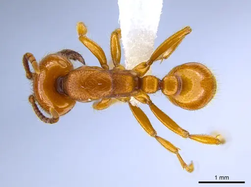 Neivamyrmex halidaii specimen CASENT0651451 image casent0651451_1
