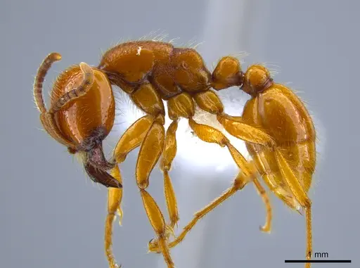 Neivamyrmex halidaii specimen CASENT0651451 image casent0651451_3