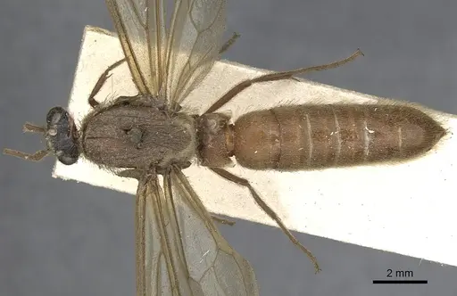 Neivamyrmex halidaii specimen CASENT0901961 image casent0901961_1