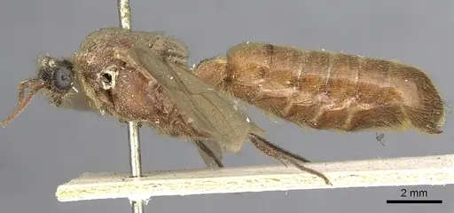 Neivamyrmex halidaii specimen CASENT0901961 image casent0901961_3