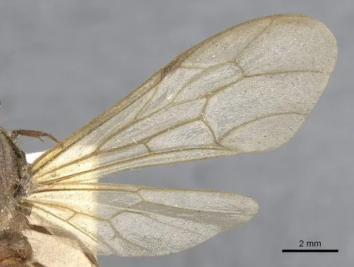 Neivamyrmex halidaii specimen CASENT0901961 image casent0901961_4