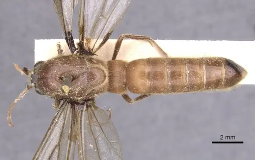 Neivamyrmex halidaii specimen CASENT0902650 image casent0902650_1