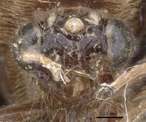Neivamyrmex halidaii specimen CASENT0902650 image casent0902650_2