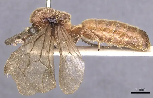 Neivamyrmex halidaii specimen CASENT0902650 image casent0902650_3