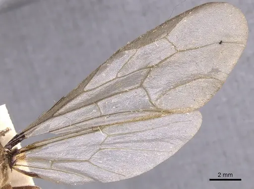 Neivamyrmex halidaii specimen CASENT0902650 image casent0902650_4