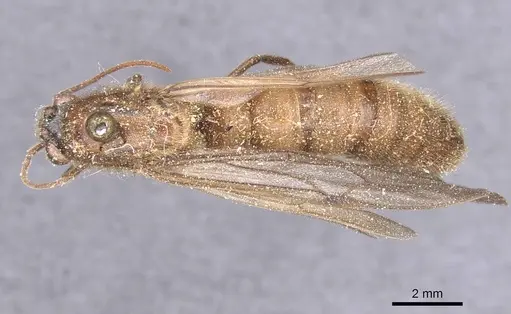 Neivamyrmex halidaii specimen CASENT0911398 image casent0911398_1