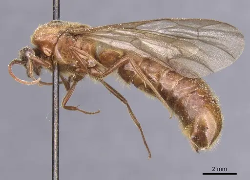 Neivamyrmex halidaii specimen CASENT0911398 image casent0911398_3