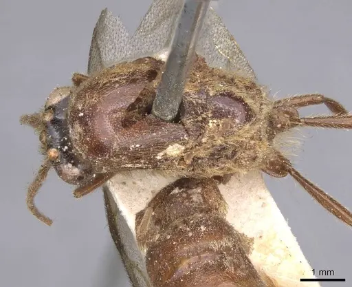 Neivamyrmex halidaii specimen CASENT0915349 image casent0915349_1