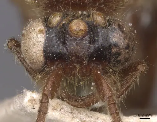 Neivamyrmex halidaii specimen CASENT0915349 image casent0915349_2