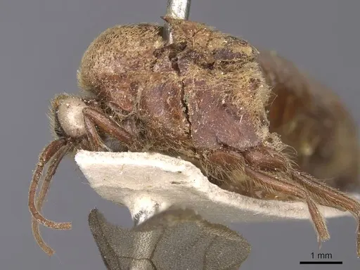 Neivamyrmex halidaii specimen CASENT0915349 image casent0915349_3