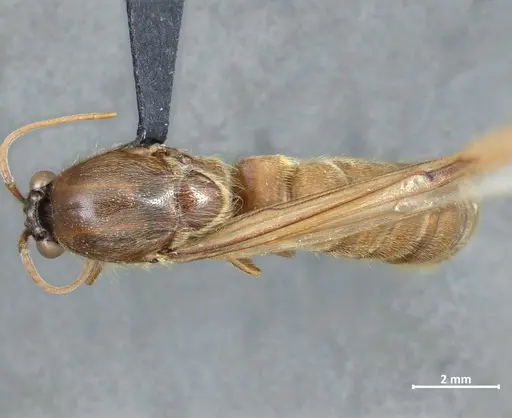 Neivamyrmex halidaii specimen DZUP549836 image dzup549836_1