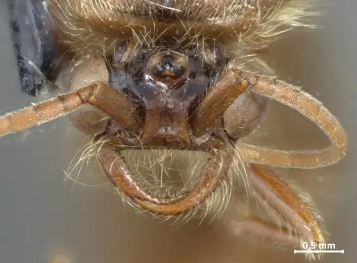 Neivamyrmex halidaii specimen DZUP549836 image dzup549836_2