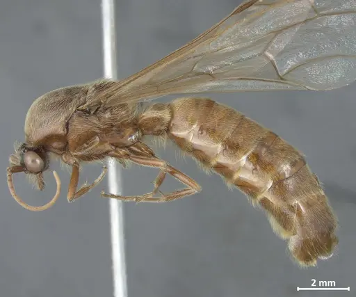 Neivamyrmex halidaii specimen DZUP549836 image dzup549836_3