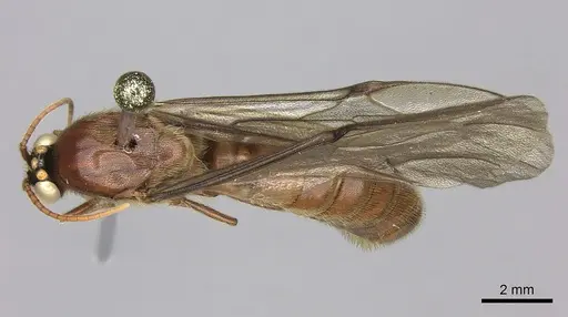 Neivamyrmex halidaii specimen INB0003692968 image inb0003692968_1