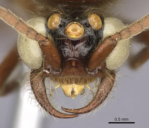 Neivamyrmex halidaii specimen INB0003692968 image inb0003692968_2