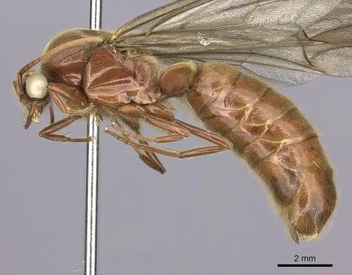 Neivamyrmex halidaii specimen INB0003692968 image inb0003692968_3