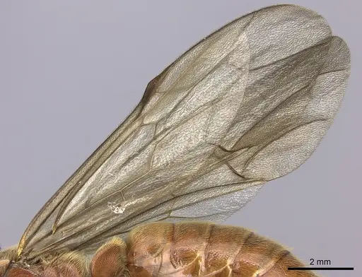 Neivamyrmex halidaii specimen INB0003692968 image inb0003692968_4