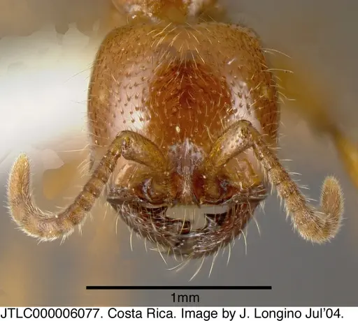 Neivamyrmex halidaii specimen JTLC000006077 image jtlc000006077_1