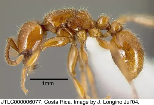 Neivamyrmex halidaii specimen JTLC000006077 image jtlc000006077_2